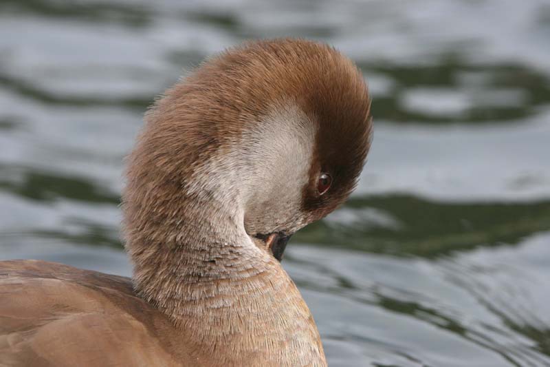 Red-crested Pochard (female) � 2005  F. S. Simpson